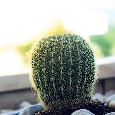 La Riviera Скалея